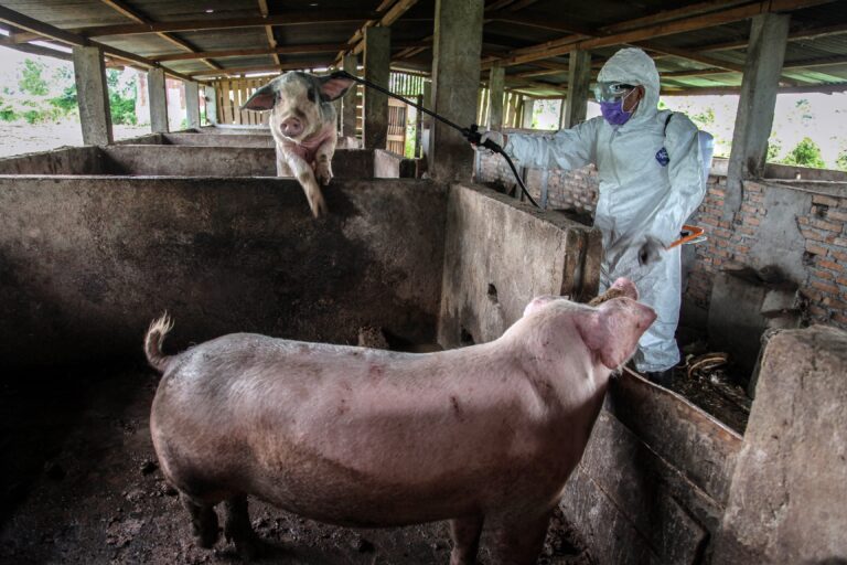 La peste suina africana: Pechino lotta contro il virus dimenticato