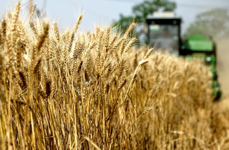 Guerra in Ucraina: ci manca(va)il grano