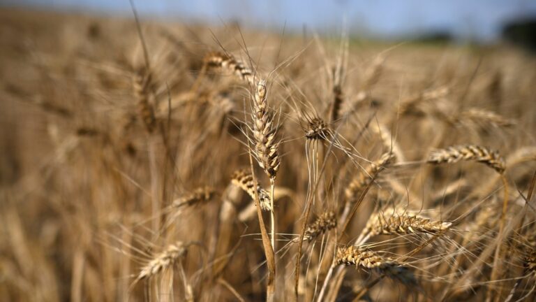 Il Cremlino ha annunciato la sospensione dell’accordo sul grano